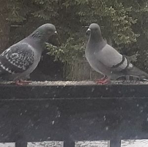 Meet your Posher, Carrie